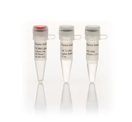 [EL0011] Thermo Scientific™ T4 DNA Ligase (5 U/μL) (1,000 units)