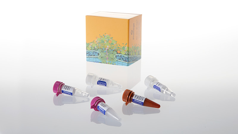 GoTaq® Probe qPCR Master Mix