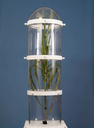 Adjustable Height Volatile Collection Chamber, Glass, 1-port