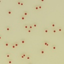 CHROMagar™ Campylobacter Kit