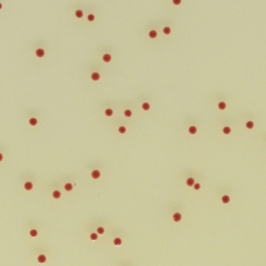 CHROMagar™ Campylobacter