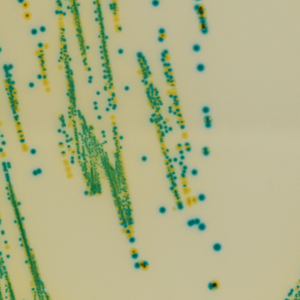 CHROMagar™ Cronobacter (Powder Pack, 500G)