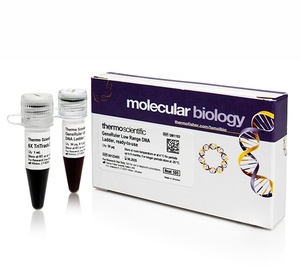 GeneRuler™ 100 bp DNA Ladder, ready-to-use  6X TriTrack DNA Loading Dye