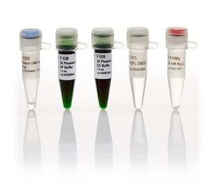 Thermo Scientific™ Phusion™ High-Fidelity DNA Polymerase (2 U/μL)