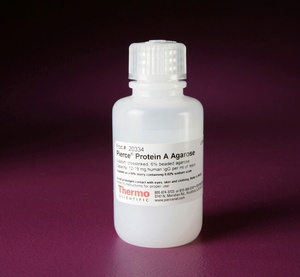 Thermo Scientific™ Pierce™ Protein A Agarose