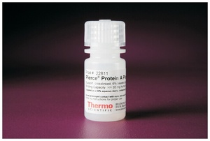Thermo Scientific™ Pierce™ Protein A Plus Agarose
