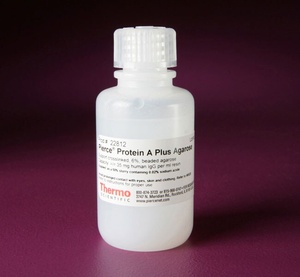 Thermo Scientific™ Pierce™ Protein A Plus Agarose