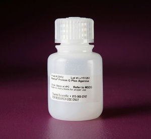 Thermo Scientific™ Pierce™ Protein G Plus Agarose