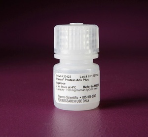 Thermo Scientific™ Pierce™ Protein A/G Plus Agarose