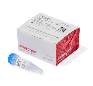 Invitrogen™ Lipofectamine™ 2000 Transfection Reagent