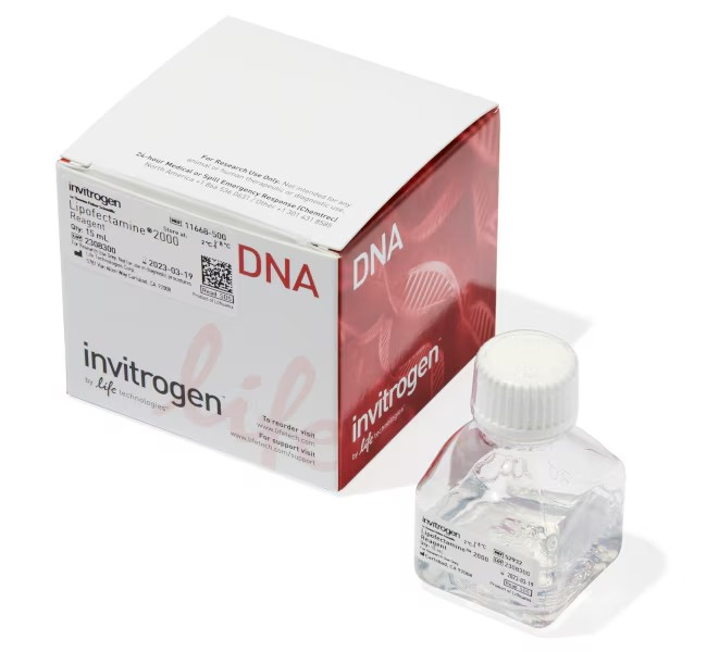 Invitrogen™ Lipofectamine™ 2000 Transfection Reagent