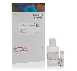 Invitrogen™ CellEvent™ Senescence Green Detection Kit