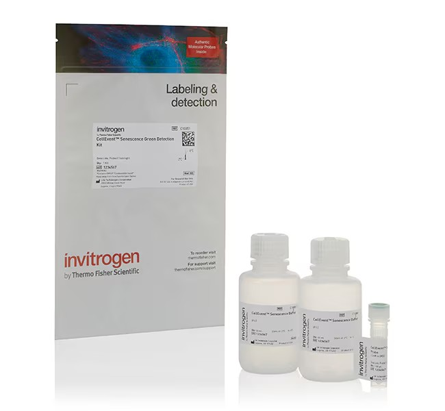 Invitrogen™ CellEvent™ Senescence Green Detection Kit