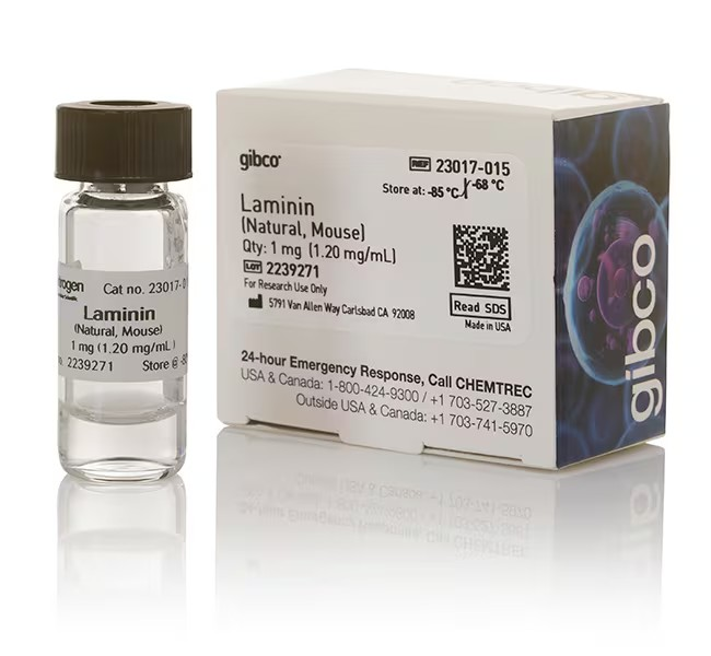 Gibco™ Laminin Mouse Protein, Natural 