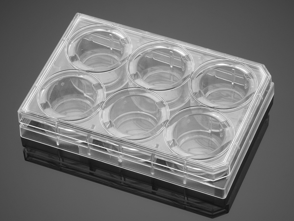 Gibco™ Collagen I, Coated Plates