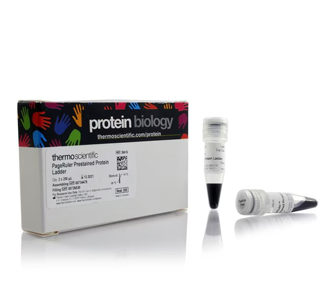 Thermo Scientific™ PageRuler™ Prestained Protein Ladder, 10 to 180 kDa