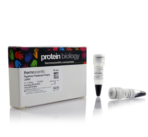 Thermo Scientific™ PageRuler™ Prestained Protein Ladder, 10 to 180 kDa
