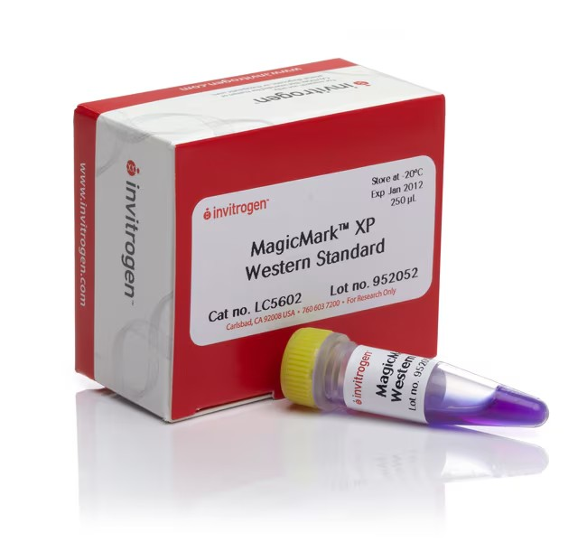 Invitrogen™ MagicMark™ XP Western Protein Standard