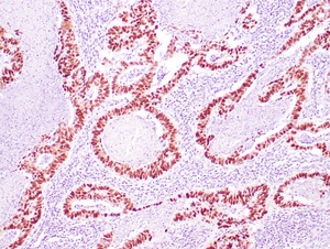 Zeta p53 Monoclonal Antibody (DO-7)