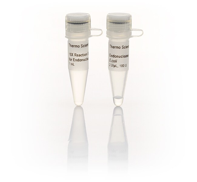 Thermo Scientific™ Endonuclease IV, E.coli (2 U/μL), 100 Units