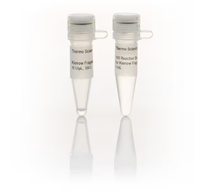 Thermo Scientific™ Klenow Fragment (10 U/μL)