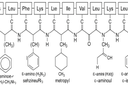 Thermo Scientific™ Cecropin A (1-7) -Melittin (2-9) Hybrid Peptide