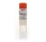 Invitrogen™ ViraPower™ 293FT Cell Line, 1 x 10^7 cells