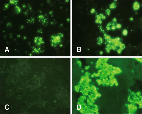 Sigma-Aldrich™ Rabies Direct Fluorescence Detection Reagent, 5 mL 