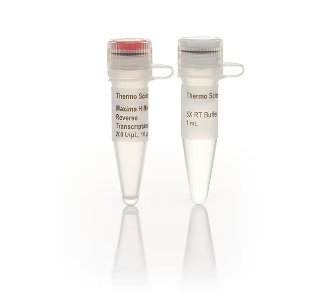 Thermo Scientific™ Maxima H Minus Reverse Transcriptase (200 U/μL)