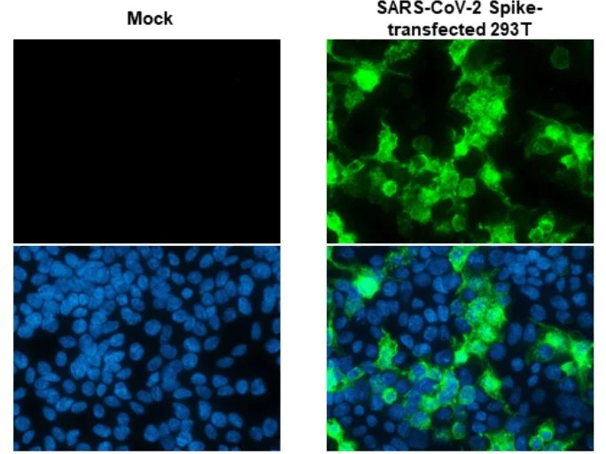 Abcam Anti-SARS-CoV-2 Spike RBD antibody [HL1003] - BSA and Azide free, 100µL
