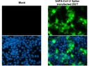 Abcam Anti-SARS-CoV-2 Spike RBD antibody [HL1003] - BSA and Azide free, 100µL 