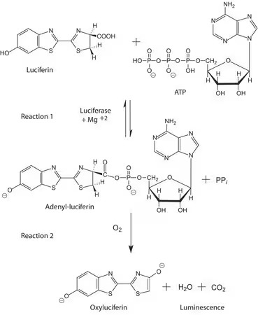 Sigma-Aldrich™ Luciferase from Photinus pyralis (Firefly)