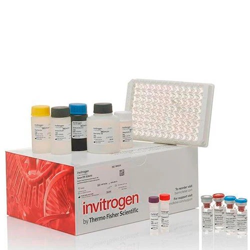 Invitrogen™ Human MMP2 ELISA Kit