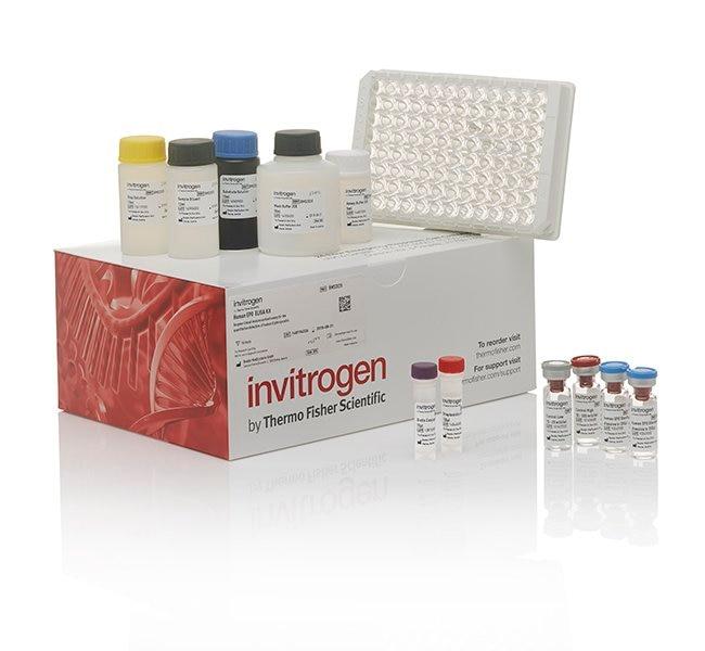Invitrogen™ Human TIMP-2 ELISA Kit