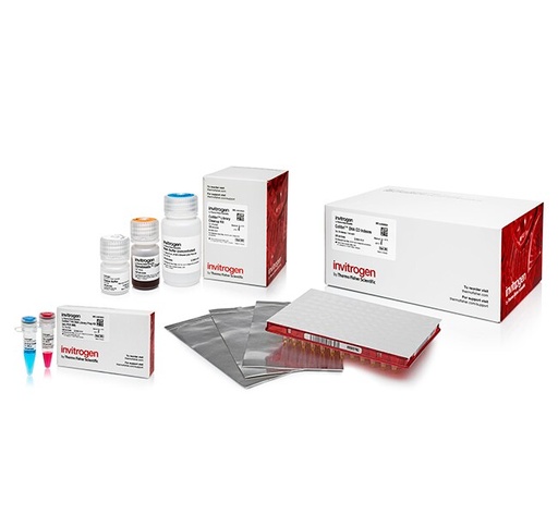 [A38608024] Invitrogen™ Collibri™ PCR-free PS DNA Library Prep Kit for Illumina Systems (PCR-free Library Prep Kit  + Cleanup Kit + DNA CD Indexes (24 Preps))