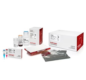 Invitrogen™ Collibri™ PCR-free PS DNA Library Prep Kit for Illumina Systems