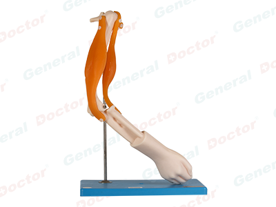 GD Elbow Joint with Functional Muscles Model 