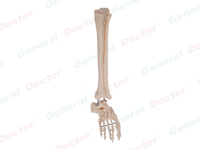 GD Foot, Fibula and Tibia Model 