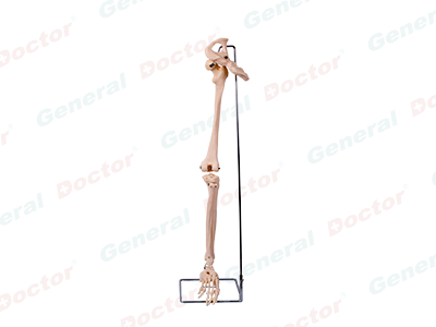 GD Bones of Lower Limb with Hip Bone
