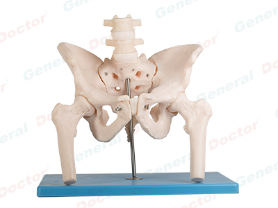 GD Pelvis with Lumbar Spine and Femoral Head Model