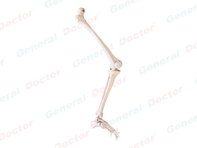 GD Bones of Lower Limb Model 