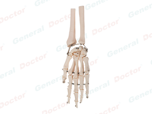 GD Palm Bone Model 