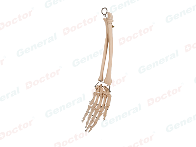 GD Palm Bone with Elbow-Bone and Radial Bone Model