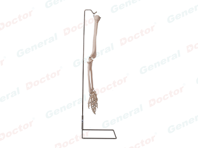 GD Arm Bone Model