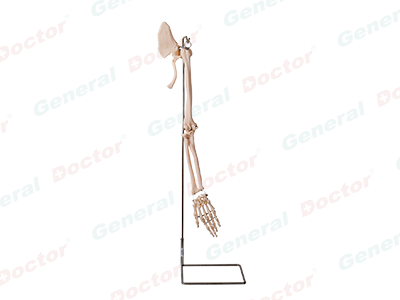 GD Arm, Scapular and Collar Bone Model