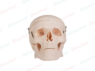 GD Adult Skull Model 