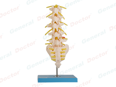 GD Lumbar Vertebra Model 