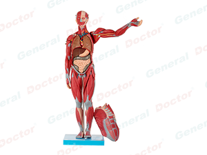 GD Muscles of Male with Internal Organs Model 