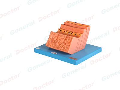 GD Stomach Wall Model