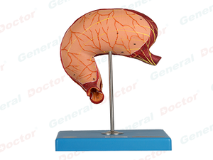 GD Stomach Model